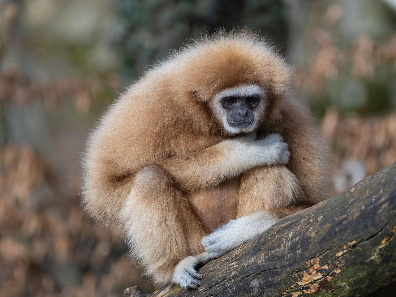 gibbon-8573117_1280