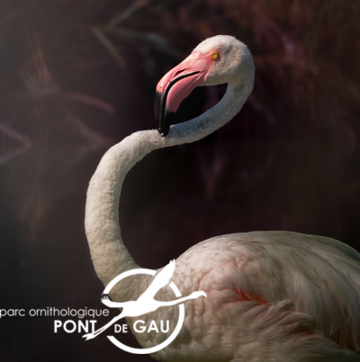 flamand rose camargue