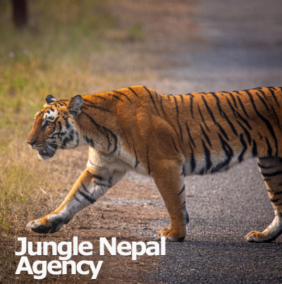 jungle nepal agency site zeb lfd