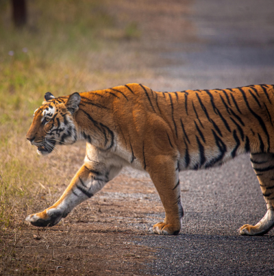 Jungle Nepal Agency